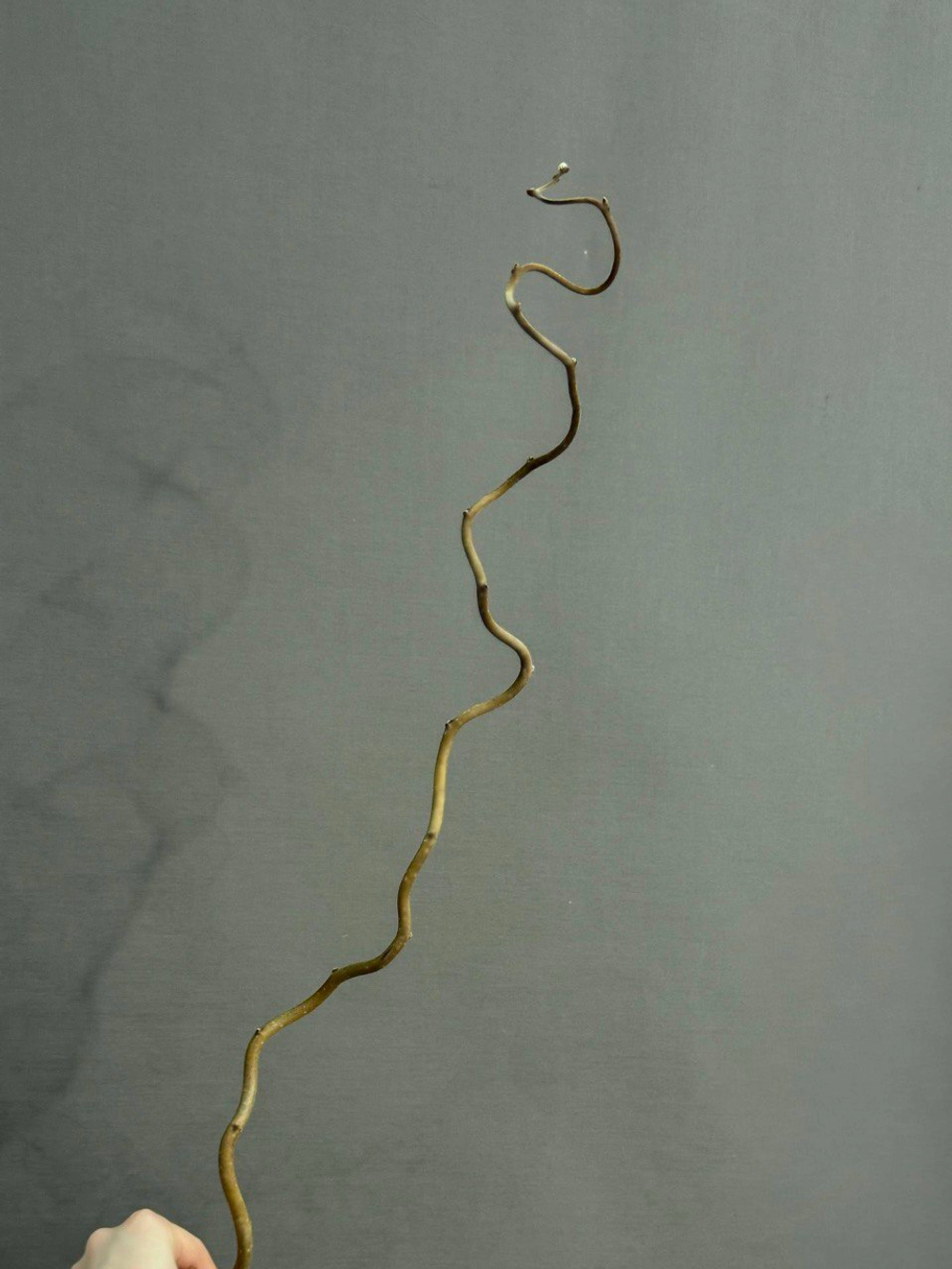 Корилус (h90 см)