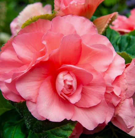 Бегония клубневая Ородата Пинк Делайт март-апрель 26