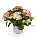 Hi Moon (Хай Мун) P12 Европа 2026