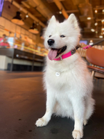 Ошейник мартингейл биотан , 25 мм, 35-39 см