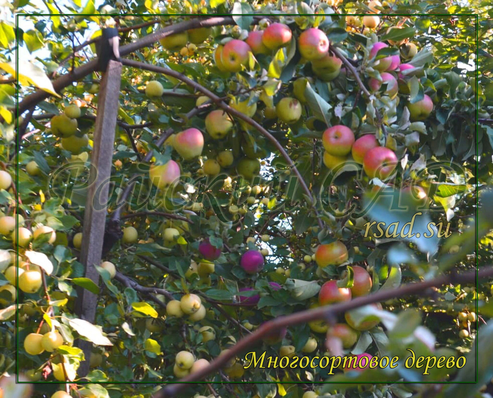 Многосортовые саженцы яблони