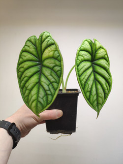 Алоказия Шкура Дракона (Alocasia Dragon Scale)