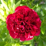 Пион Red Grace (корень 3/5 почек)
