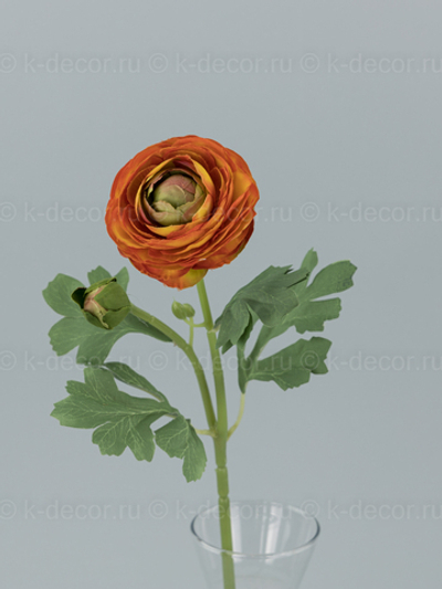 Ранункулюс одиночный