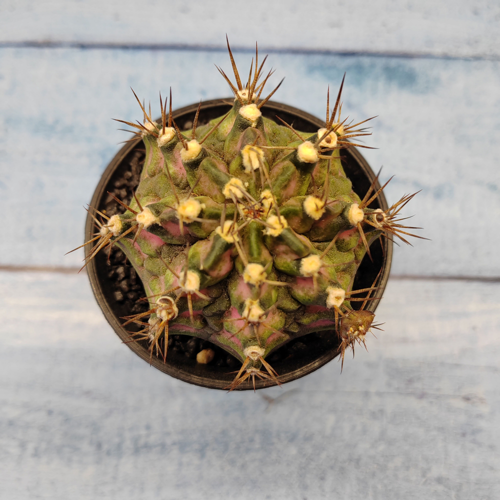 Gymnocalycium T-Rex Pink hybride (Гимнокалициум T-rex)