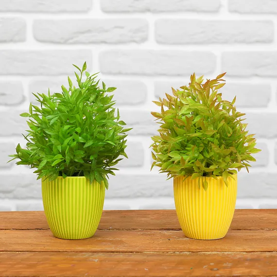 Бонсай "Кустовой" 7*18 см МИКС