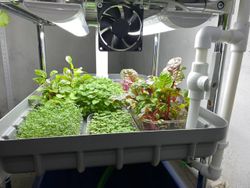 Домашняя гидропонная установка HydroBoss5.0 Mini