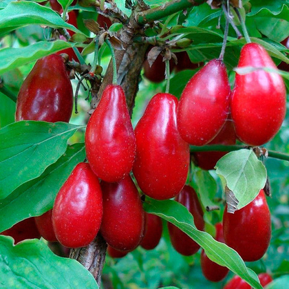 Кизил Волгоградский