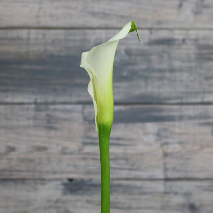 Калла белая