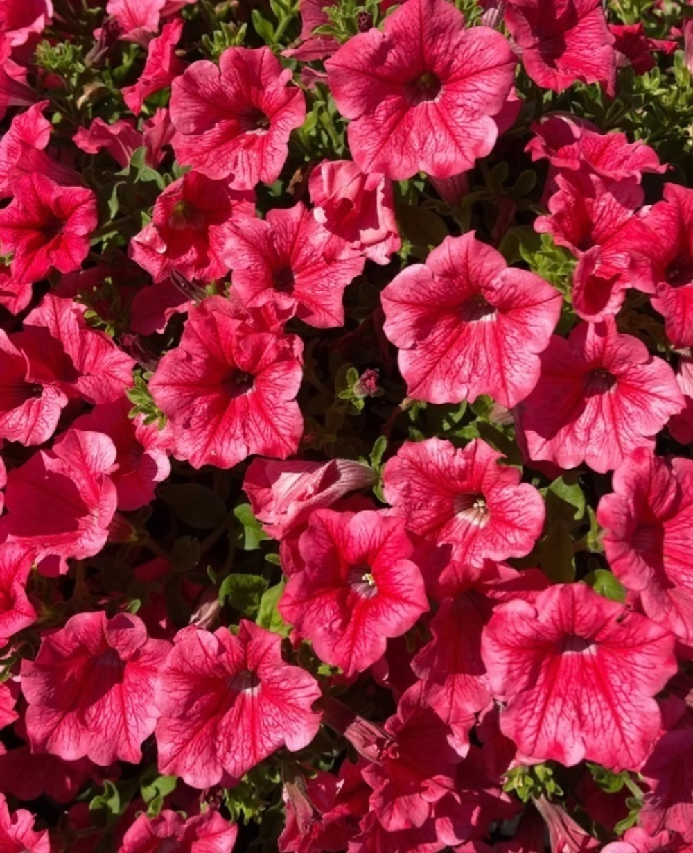 Петуния Surfinia Trailing Hot Pink Cherry ОКС укорененный черенок. Под заказ