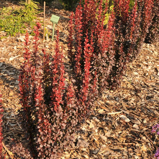 Барбарис тунберга Ред Чиф С3 Закупка М60 июнь 2026