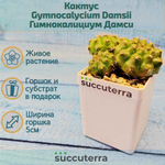 Gymnocalycium damsii (Гимнокалициум)