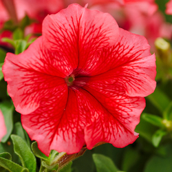 Петуния грандифлора Лимбо Джи Пи Ред Вейнед (100др) Витагрин Профи