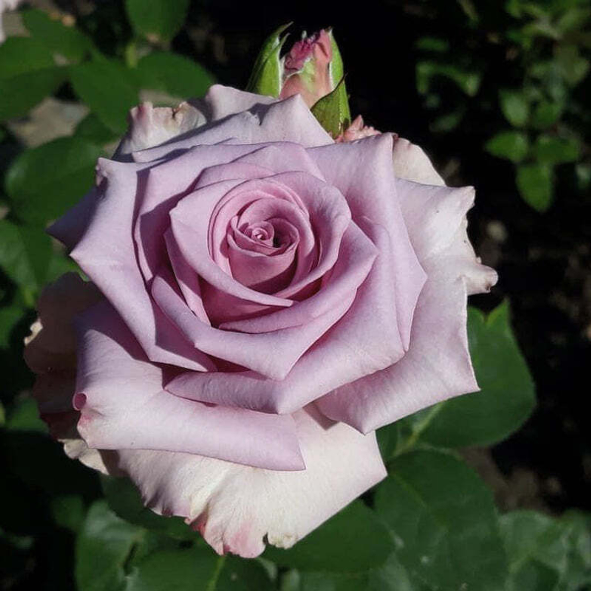 кусты для сада — Авангард (Avant-garde) — лунная роза