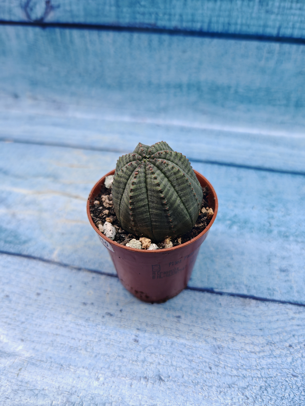 Euphoria Obesa (Эуфорбия)