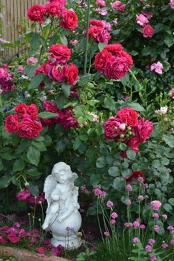 Роза Заед оф Абу Дабим С7 Закупка М57 июнь 2026