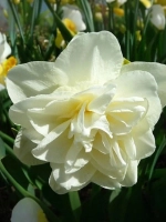 Нарцисс Махровый Обдам