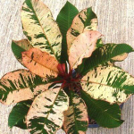 Плюмерия VAR RED/ANYAMANEE