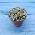 Lithops sp. (Литопсы)