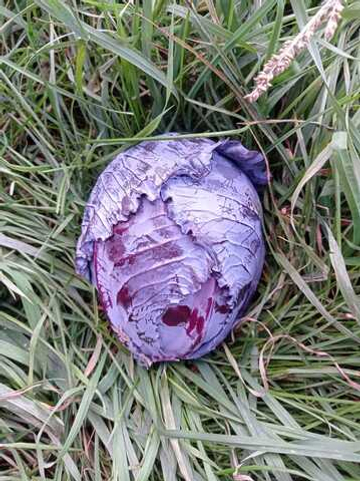 Капуста краснокочанная