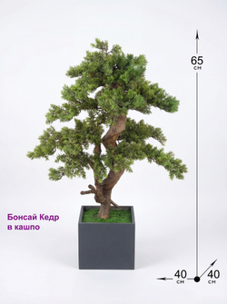 Бонсай Кедр 65см в кашпо Лофт Нео
