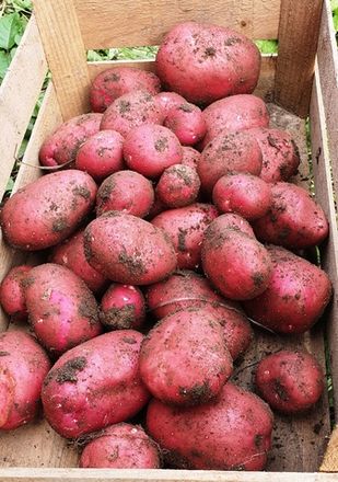 Редкий картофель