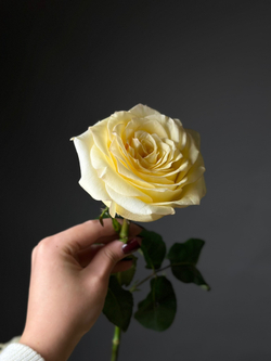 Пионовидные розы сорт «CANDLELIGHT» (Эквадор)