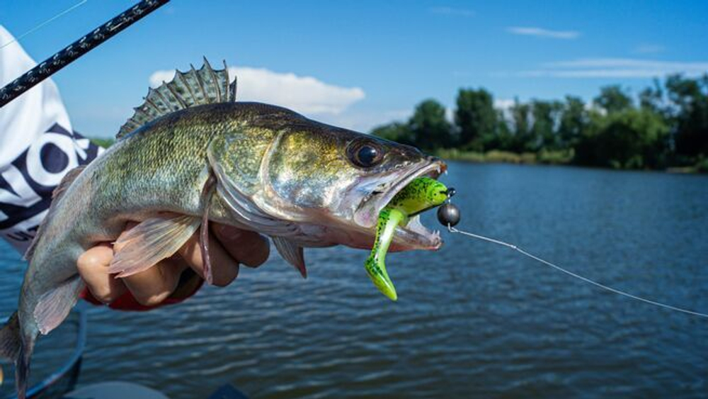Виброхвосты LJ 3D Series Zander Paddle Tail 5.5in (14.00)/Z06 3шт.
