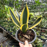 Сансевиерия BLACK SUPERBA