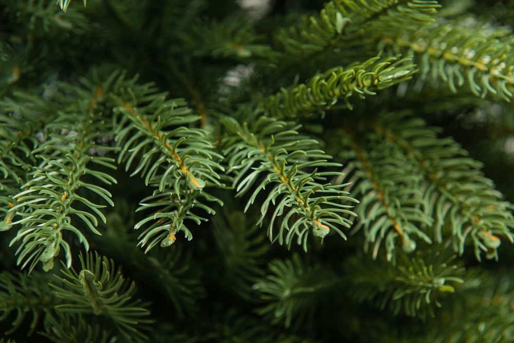 Ель искусственная «Дворянская» (Литая хвоя) от 1,5 м до 2,7 м