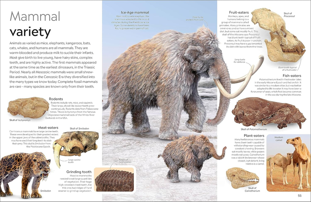 Fossil (DK Eyewitness)