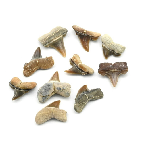 Минерал зуб акулы "Serratolamna" 11*3*9 мм.