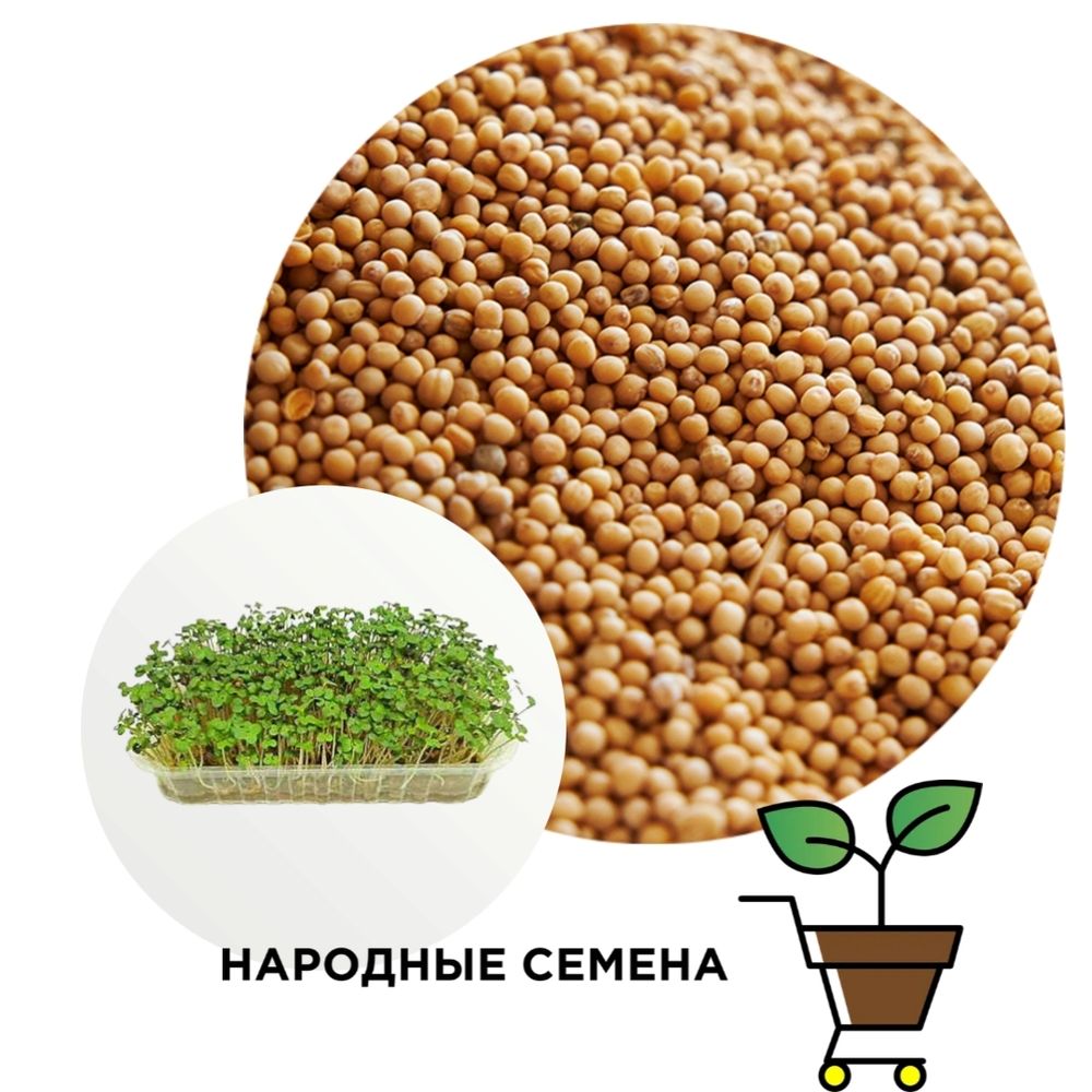 Горчица белая