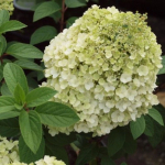 Гортензия метельчатая Бобо С12 40-50