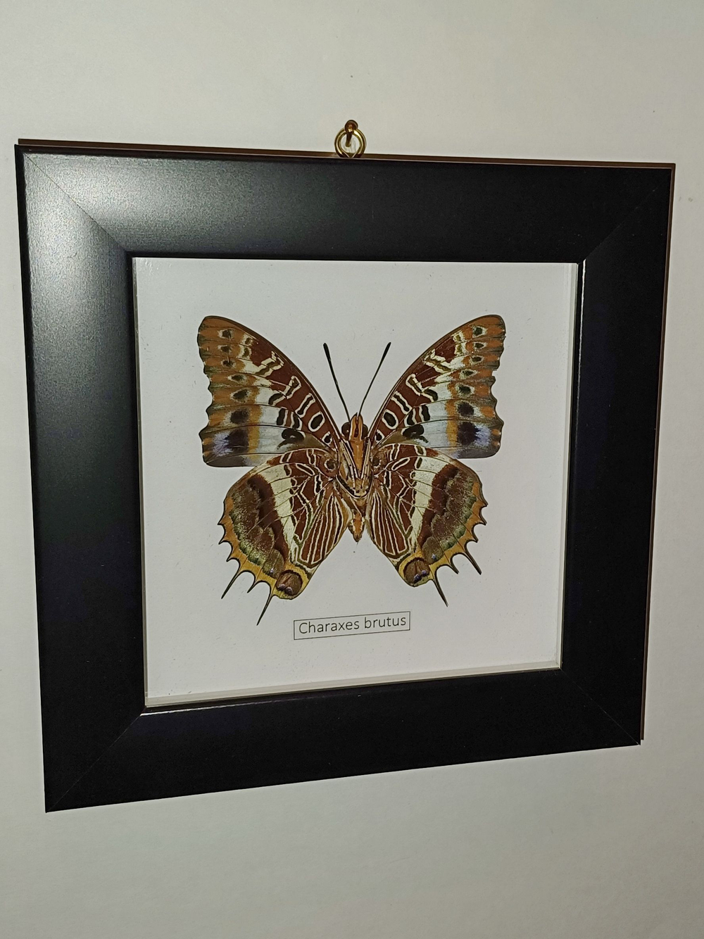 Бабочка Charaxes brutus в рамке