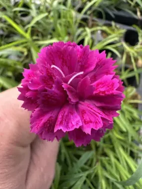 1668 Гвоздика Ампельная Magenta (Весна 2026)