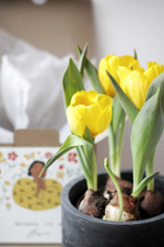 Первоцветы в бетонном кашпо с открыткой