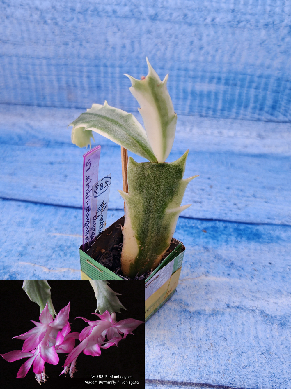 Schlumbergera cv. Madam Butterfly f. variegata (Шлюмбергера)