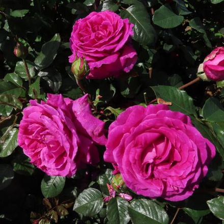 Роза чайно-гибридная Шартрез де Парм С6