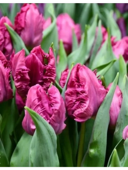 Тюльпаны попугайные Пэррот Принц 4 шт, Parrot Prince