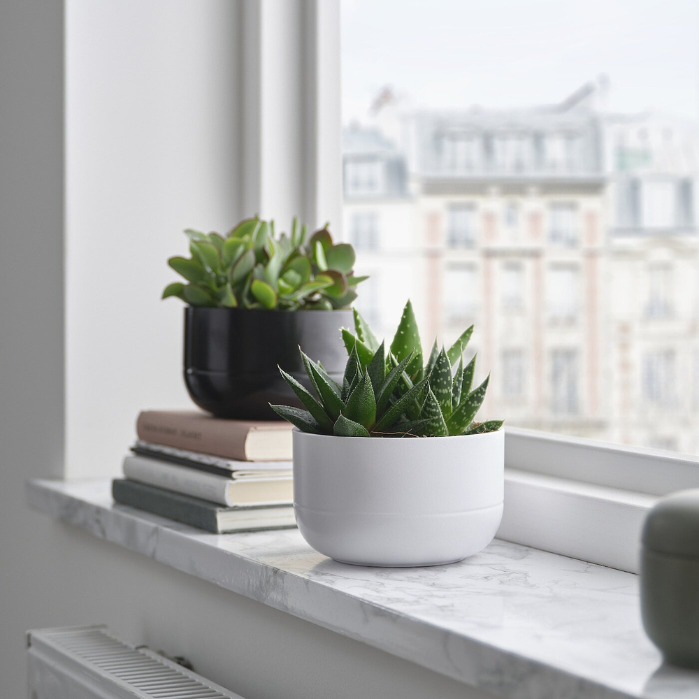 IKEA SUCCULENT  (ИКЕА СУССУЛЕНТ)  -  Горшечное растение, суккулент разных цветов, 14 см