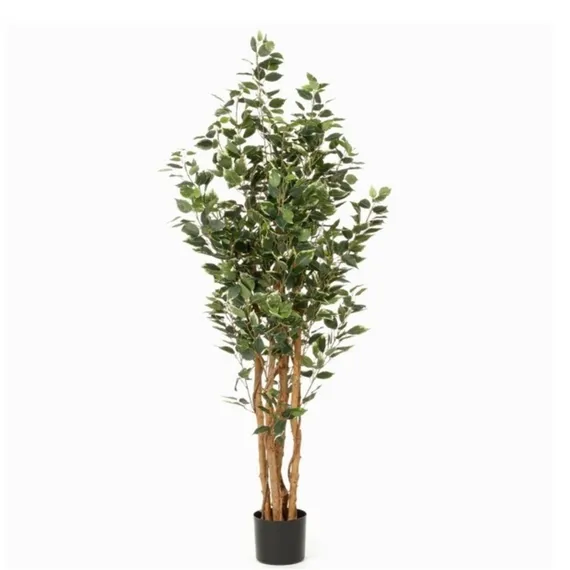 Фикус Бенжамина высота 160 см, кустистый