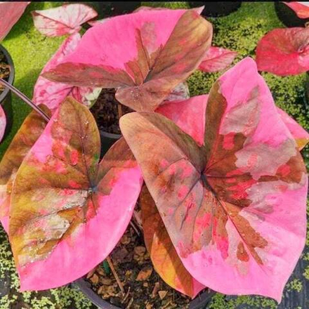 Каладиум SUANG ISAN – ISAN WORSHIP