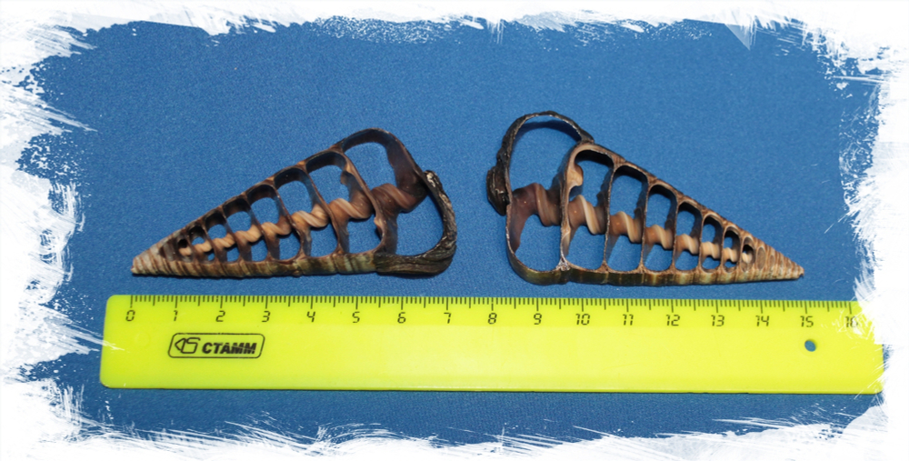 Срез Телескопиума