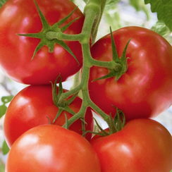 Барибине F1 семена томата индетерминантного (Syngenta / ALEXAGRO)