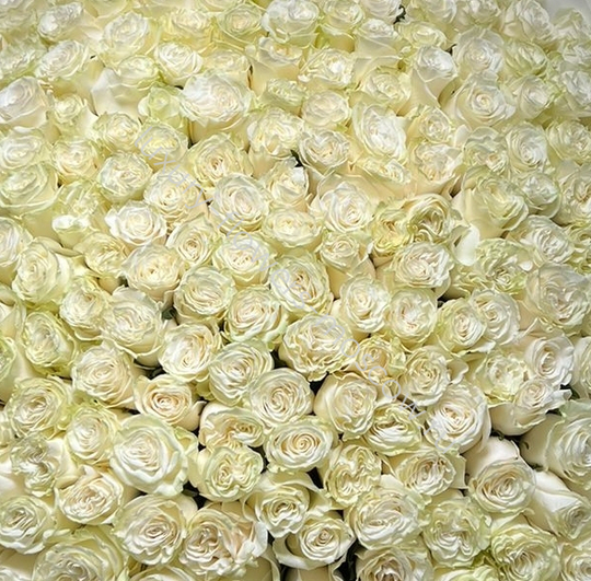 301 роза Мондиаль