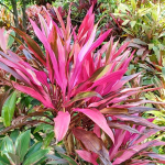 Кордилина MINI HOT PINK SPOT