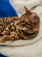 Одеяло-пончо 5-в-1 (на меху из натуральной овечьей шерсти)