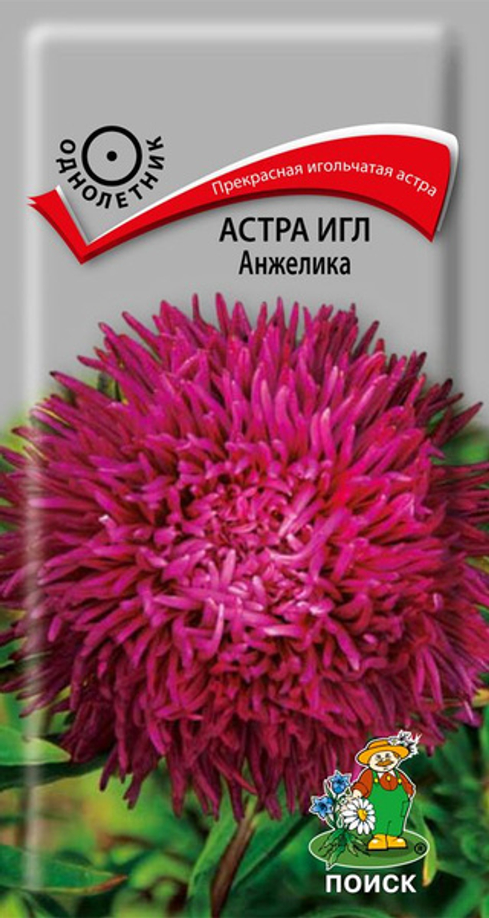 Астра игл Анжелика