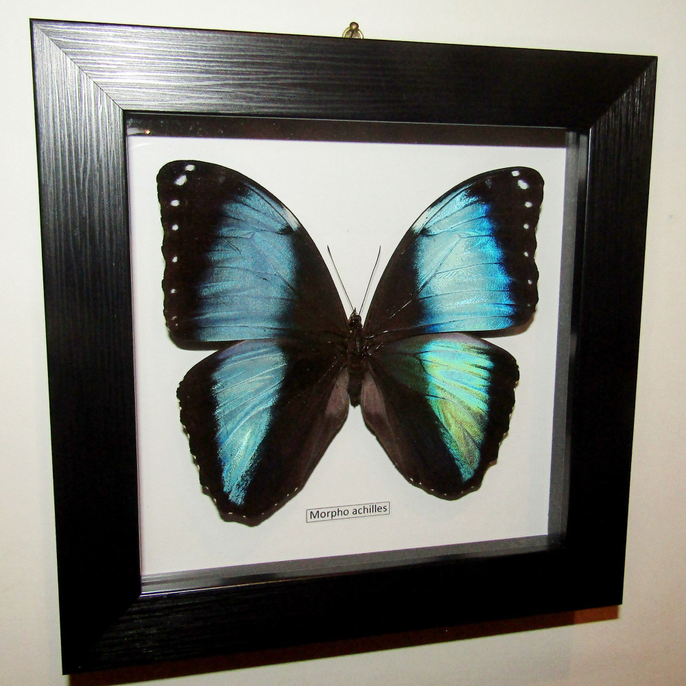 Бабочка Morpho achilles в рамке